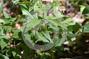 Disporum Sessile flowers