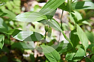 Disporum Sessile flowers