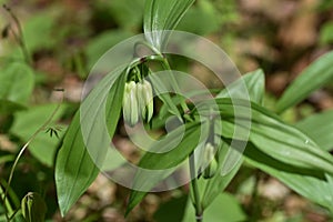 Disporum Sessile flowers