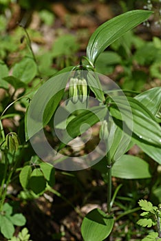 Disporum Sessile flowers