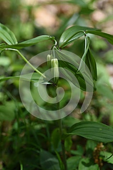 Disporum Sessile flowers