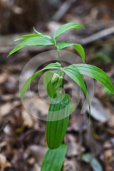 Disporum sessile flowers