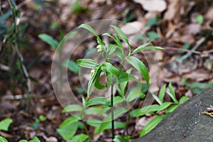 Disporum sessile flowers