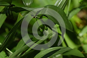 Disporum sessile fruits