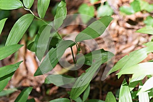 Disporum sessile fruits