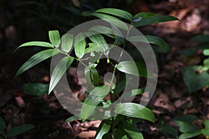 Disporum sessile fruits