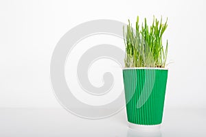 Disposable coffee paper plastic cup with green grass growing from it. Supereda and microgreens, along waste polluting the planet