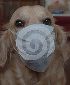 Disposable medical product covering mouth and nose of carrier, medical mask on dog, protect your animals from coronovirus