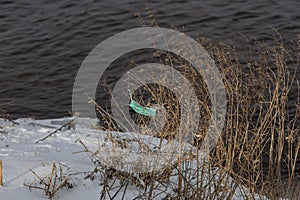 Disposable used medical mask after covid pollutes nature, protective equipment caught on dry branches of grass