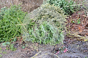 Disposed christmas trees in a dumpster yard, one ree still has some tinsel