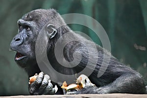 Dispute disagreement.. Portrait of a female gorilla Expressive emotions