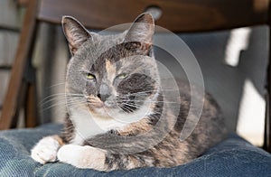 Dissatisfied cat lies on a soft chair and looks suspiciously narrowed eyes.