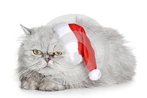 The dissatisfied grey cat in a Christmas hat photo