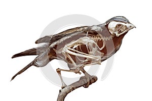 Dissected bird with skeleton