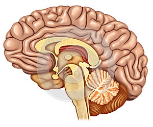 Dissected brain lateral view