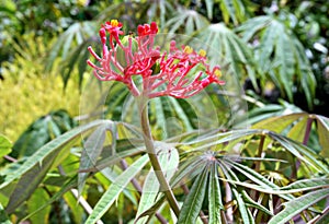 Dissected Jatropha Jatropha multifida, family Euphorbiaceae