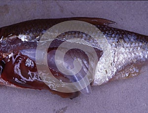 dissected trout with dander photo