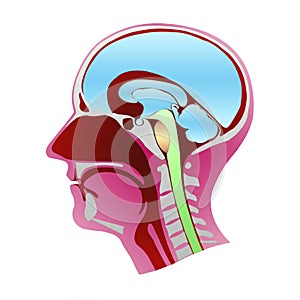 Dissection of the human head profile with all the elements that compose it.