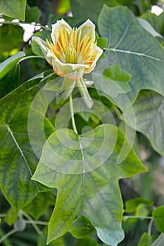 The dissolved flower of the tulip lyriodendron tulip tree Liriodendron tulipifera L