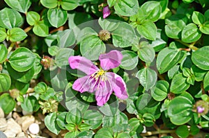 Dissotis rotundifolia, Dwarf Tibouchina or  Heterocentron elegans or Melastomataceae or  Spanish Shaw or Trailing Tibouchina or photo