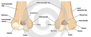 The distal humerus photo