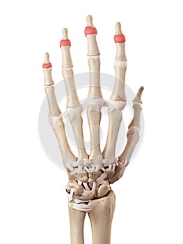 The distal joint capsules photo