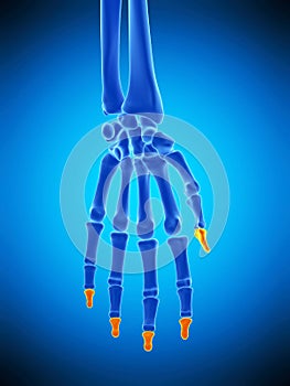 The distal phalanges bones