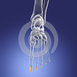 Distal phalanges of the foot, 3D illustration