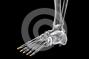 Distal phalanges of the foot, 3D illustration photo