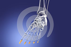 Distal phalanges of the foot, 3D illustration