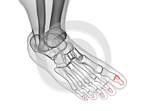 The distal phalanx bones photo