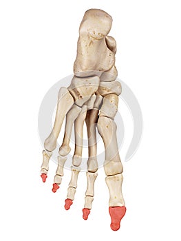 The distal phalanx bones photo