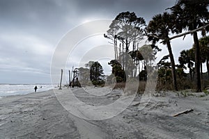 Distant beach walker under stormy skies, pine and palmetto palm trees, Hunting Island South Carolina