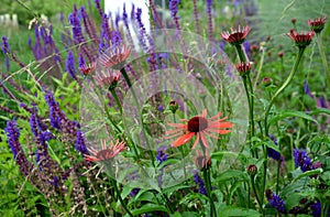 distant glowing conifer with flowers glowing shade of warm red with a mixture of dark orange. The stems reach only about 50cm