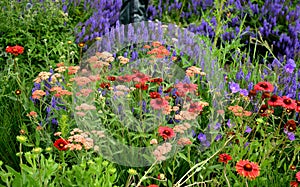 distant glowing conifer with flowers glowing shade of warm red with a mixture of dark orange. The stems reach only about 50cm photo