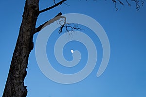 Distant half moon rising in the forest in the evening blue sky