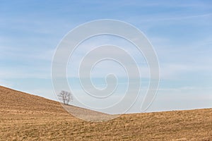 A distant, loney tree on a bare hill, beneath a blue sky with white clouds