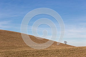 A distant, loney tree on a bare hill, beneath a blue sky with white clouds