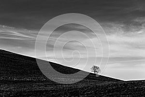 A distant, loney tree on a bare hill, beneath a deep sky with white clouds