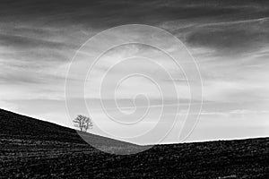 A distant, loney tree on a bare hill, beneath a deep sky with white clouds