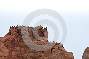 Distant Pigeons on a Red Rock