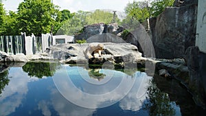 Distant polar bear at The zoo in its own enclosure with Beautiful blue water and rocky landscape
