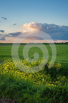 Distant rainshower is illuminated by the setting sun