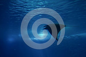 Sea ray lurking under the surface