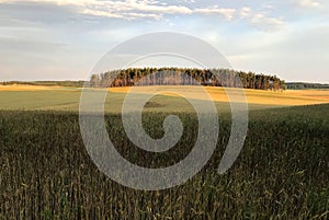 Distant stand of trees and field in northern Poland at dawn