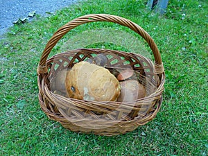 Distant view on a basket full of giant leccinum mushrooms and small scarletina bolete | Edible fungi of large size in basket on a