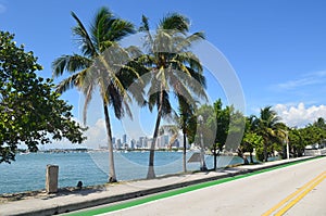 Royal Palm Trees Framing a Distant Miami Skyline photo