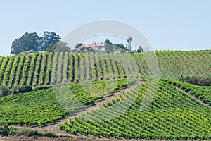Distant view over agricultural land with the planting of vines under a blue sky