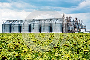 Distant view of sunflower oil refinery in a field