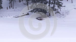 distant view of wolf pack feeding on an elk kill in winter